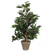Planta Artificial - Ficus exótica - MICA